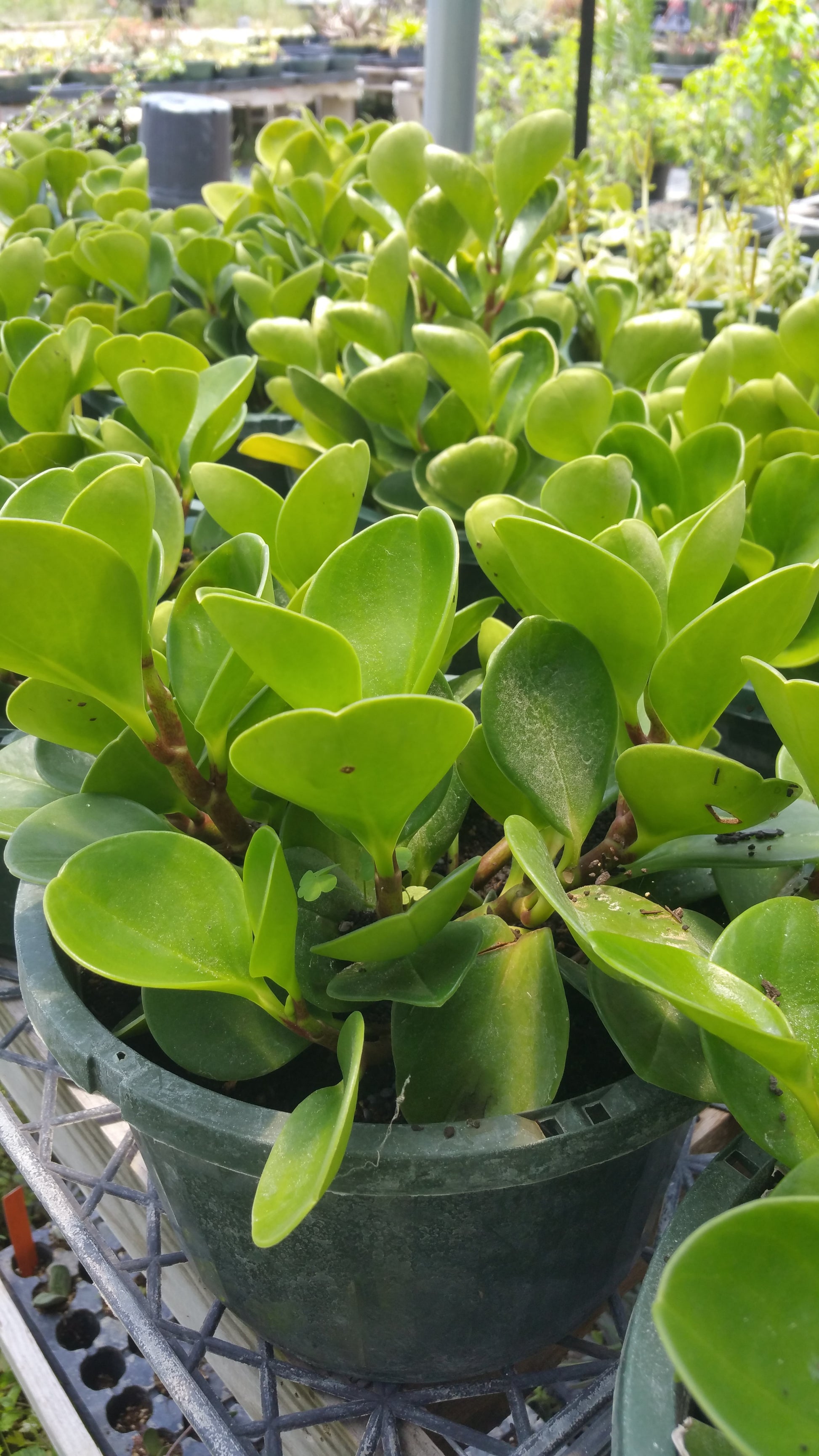 a large group of lush peperomia plants with geen oval leaves