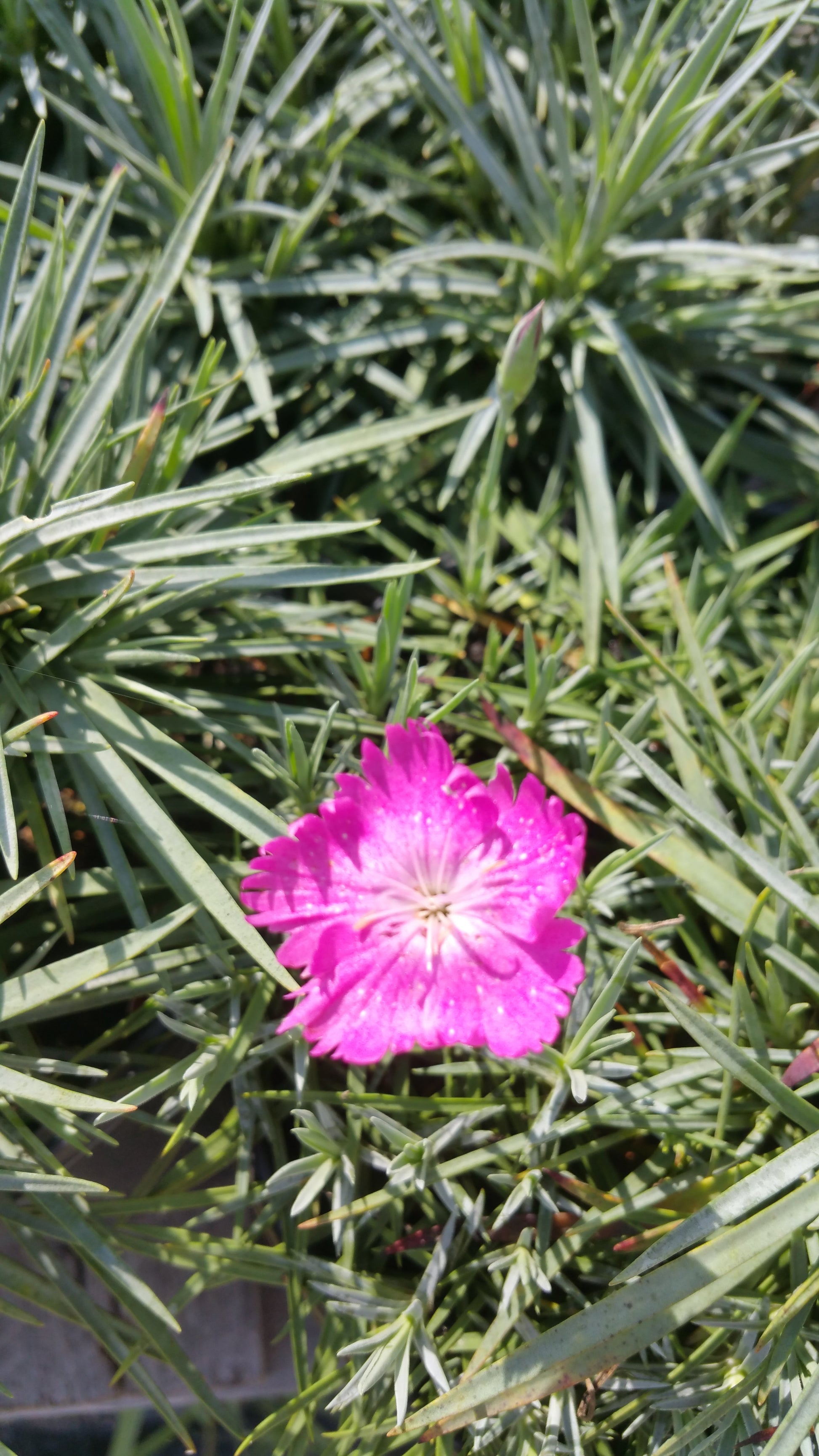 Pink ruffled dianthus feather against gray-green spikey foliage.