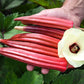 A person's hand holding 5 bright red okra and a large cream okra flower