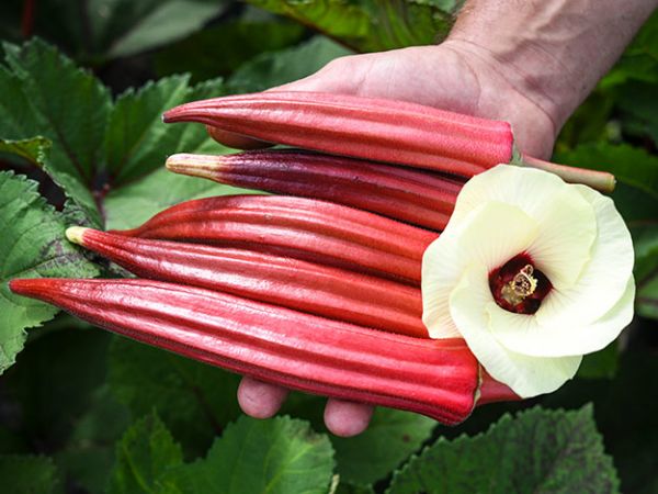 A person's hand holding 5 bright red okra and a large cream okra flower