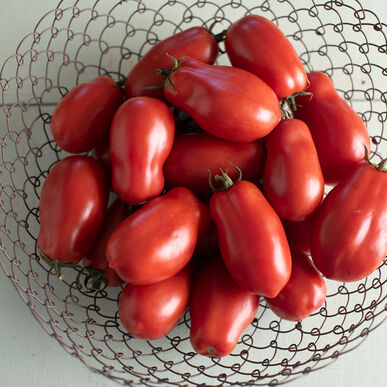 A wire mesh basket with a pile of brilliant red, pear-shaped roma tomatoes with small green leaf caps