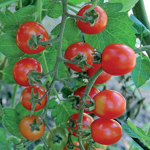 Two trusses of little cherry tomatoes - higher and larger tomatoes are red-orange, going down to lime green tiny ones at the ends of the stem.