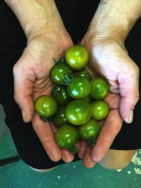 TOMATO 'Pocket Star'