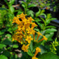 Cestrum diurnum x nocturnum 'Orange Peel'