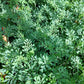 RUE 'Common' --Ruta graveolens--
