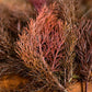 FENNEL 'Bronze' --Foeniculum vulgare 'Rubrum'--