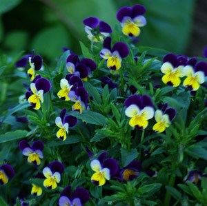 HEARTSEASE 'Violet' --Viola tricolor--