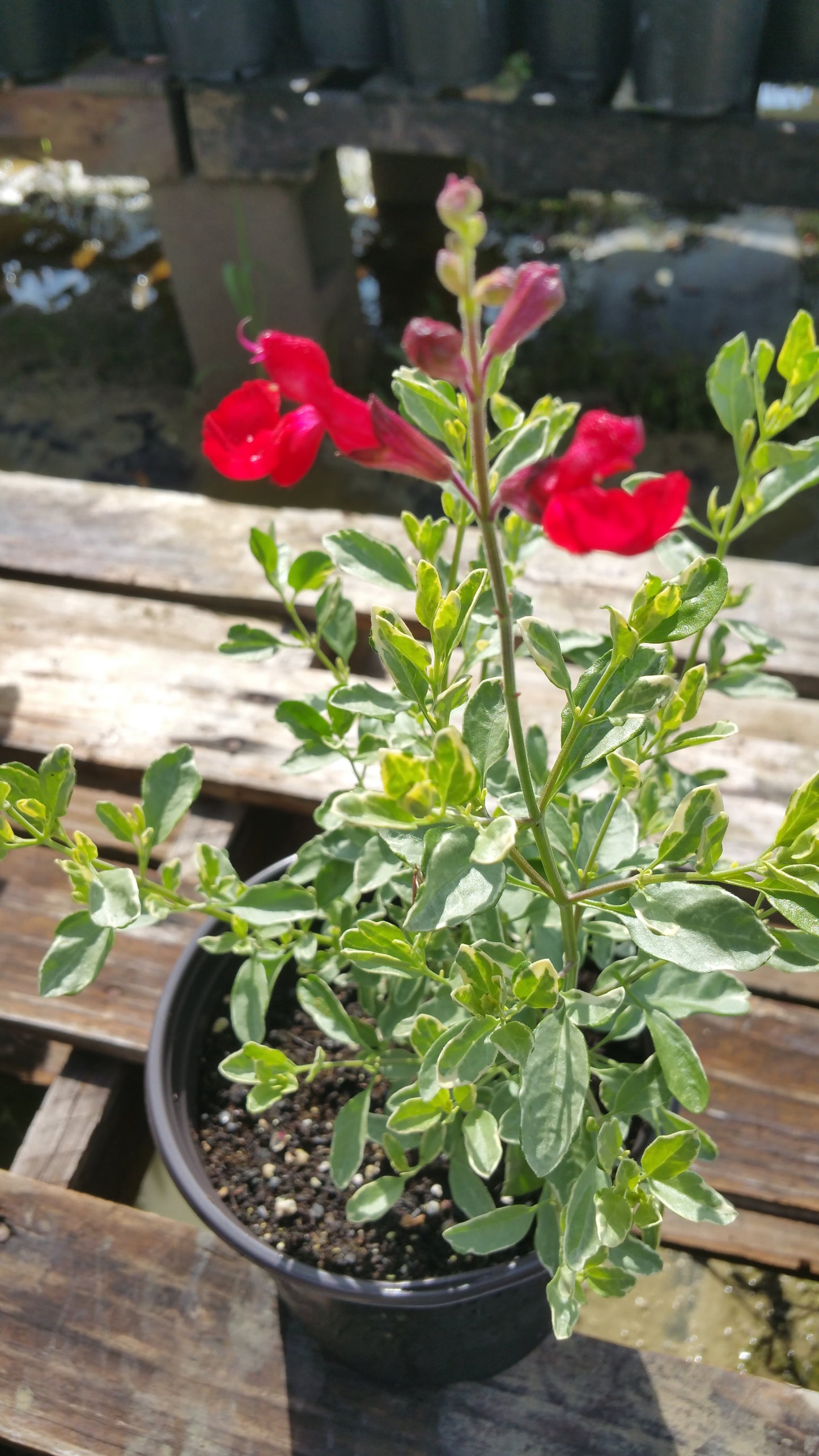 Salvia greggii 'Variegata' --Desert Blaze Autumn Sage--