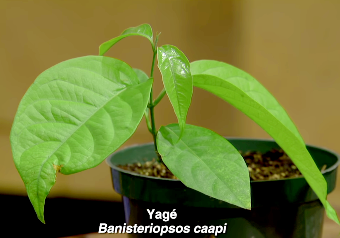 YAGÉ --Banisteriopsis caapi--