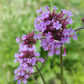 Verbena bonariensis --Tall Verbena--