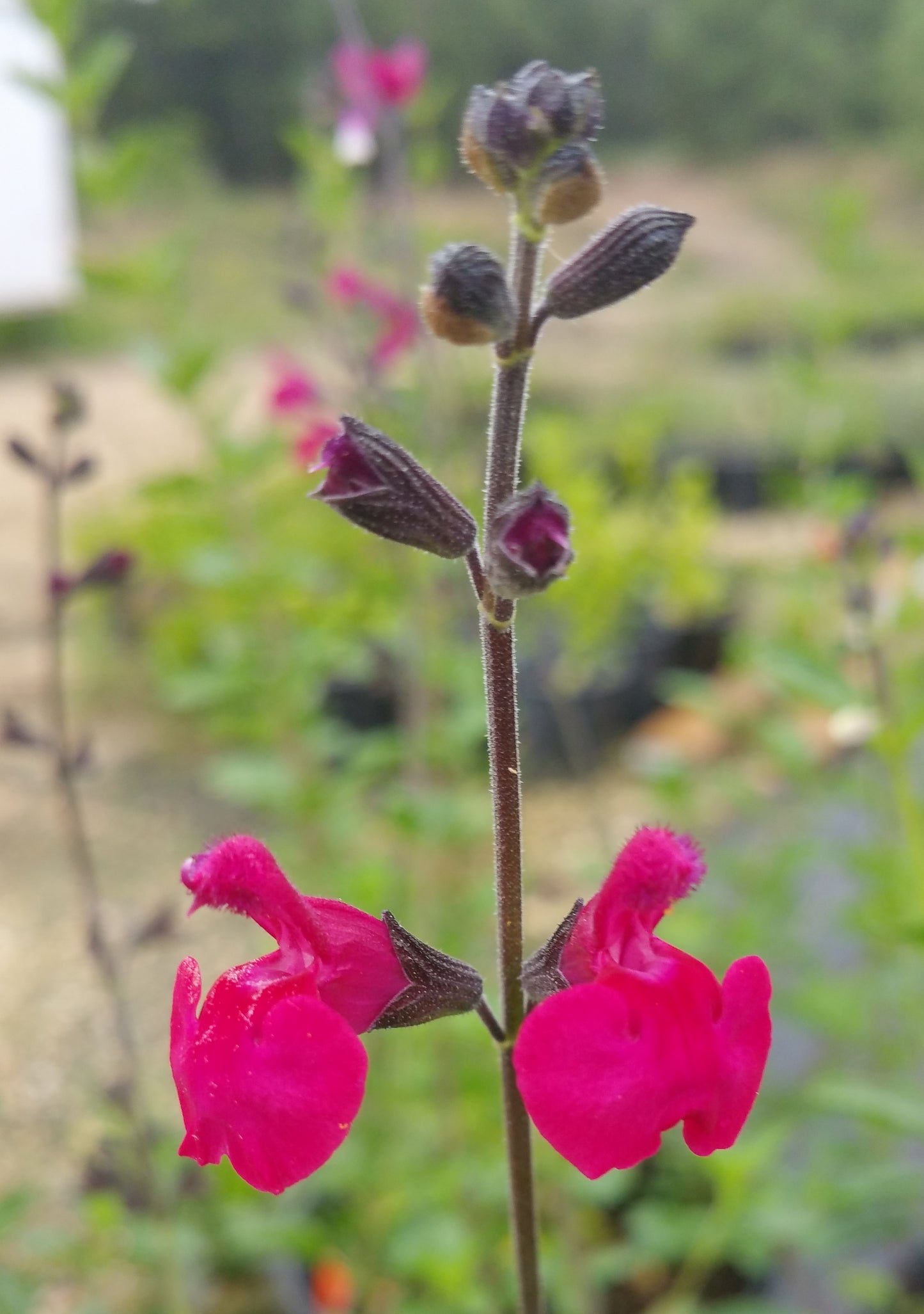 Salvia greggii --Violet Velvet Autumn Sage--