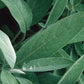 SAGE 'Extracta' --Salvia officinalis--