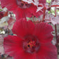Hibiscus acetosella 'Mahogany Splendor'