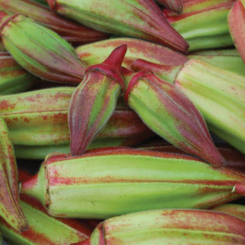 OKRA 'Hill Country Red'