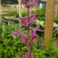 Agastache mexicana --Sangria Mexican Giant Hyssop--