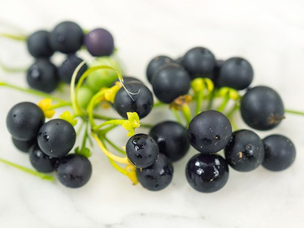 Solanum retroflexum / Solanum Burbankii