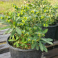 Euphorbia amygdaloides 'Purpurea' --Purple Wood Spurge--