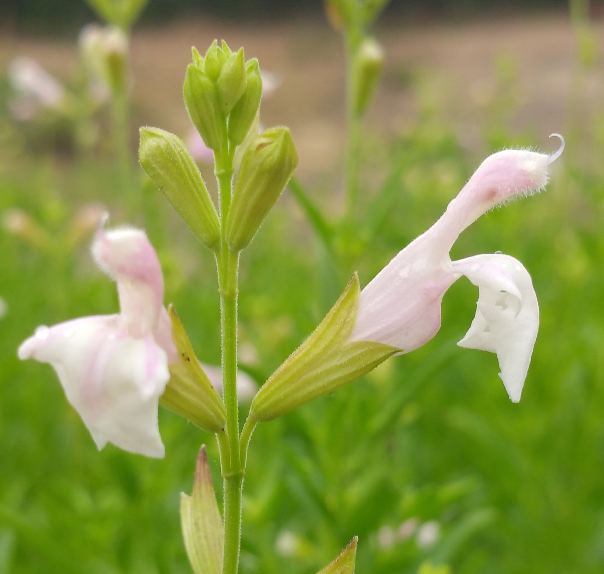 lavender blush plant Salvia greggii --Lavender Blush Autumn Sage--