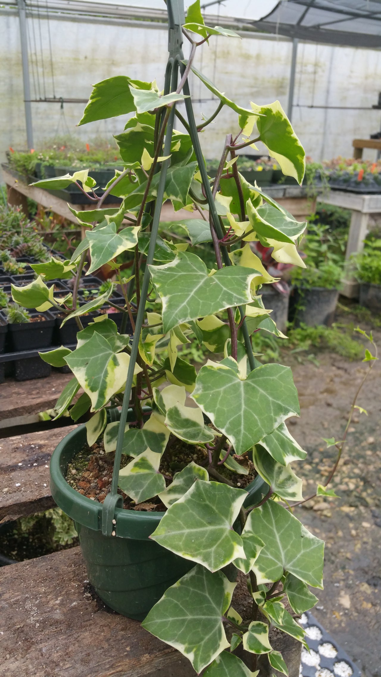 Senecio macroglossus f. variegatus --Variegated Jade Vine--
