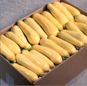 SQUASH 'Saffron'