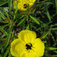 Calylophus berlandieri ssp. pinifolius --Berlandier's Black-Eyed Sundrops--