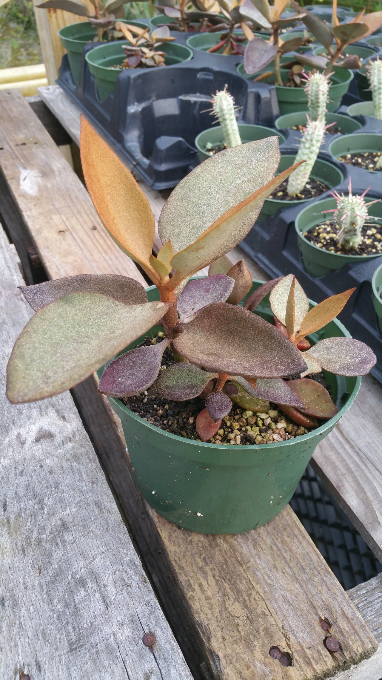 Kalanchoe orgyalis 'Copper Spoons'