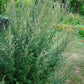 MUGWORT 'Common' --Artemisia vulgaris--