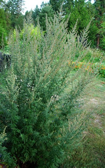 MUGWORT 'Common' --Artemisia vulgaris--