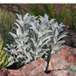 SAGE 'White' --Salvia apiana--