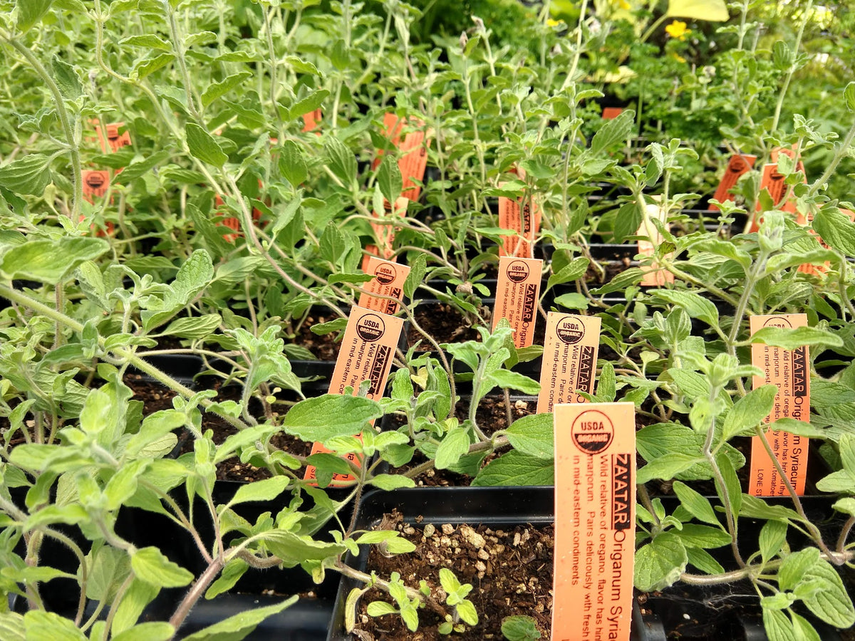Zaatar Tree ZAATAR --Origanum syriacum-- - Plant Delivery Elgin – Lone Star Nursery