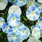 blooming morning glory plant