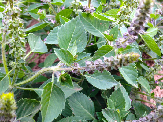 BASIL 'Temperate' --Ocimum africanum 'Temperate Tulsi'--