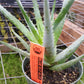 Aloe 'Blue Elf'