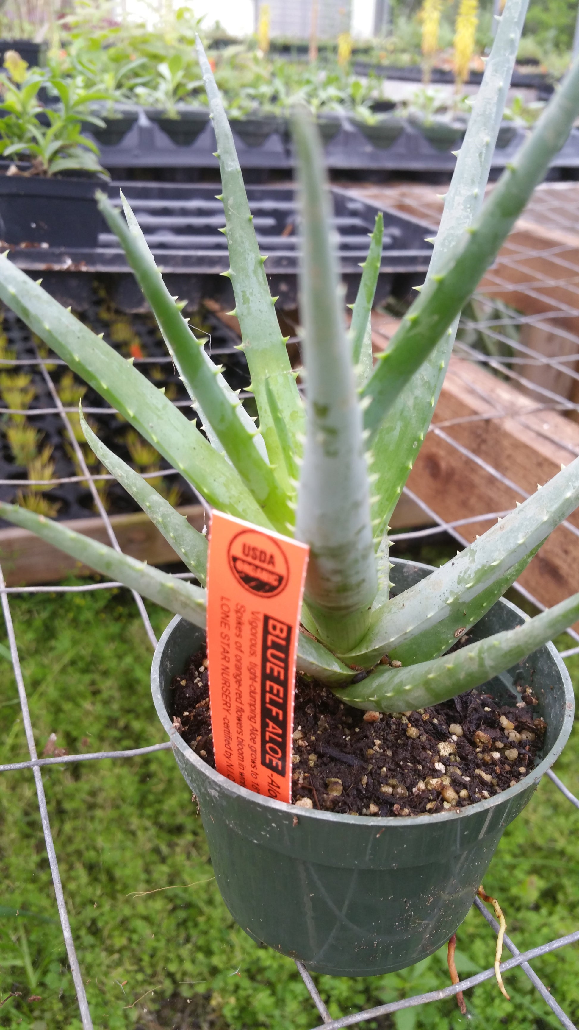 aloe vera plant in texas Aloe 'Blue Elf'