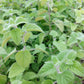 LIME BALM --Melissa officinalis--