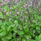 JEWELS OF OPAR --Talinum paniculatum--