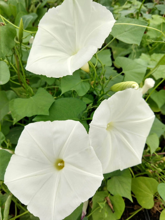 MORNING GLORY 'Pearly Gates'