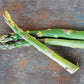 ASPARAGUS 'Mary Washington' --Asparagus officinalis--