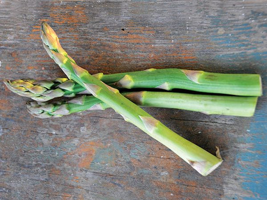 ASPARAGUS 'Mary Washington' --Asparagus officinalis--