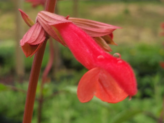 Salvia hybrida --Wendy's Dark Red Sage--