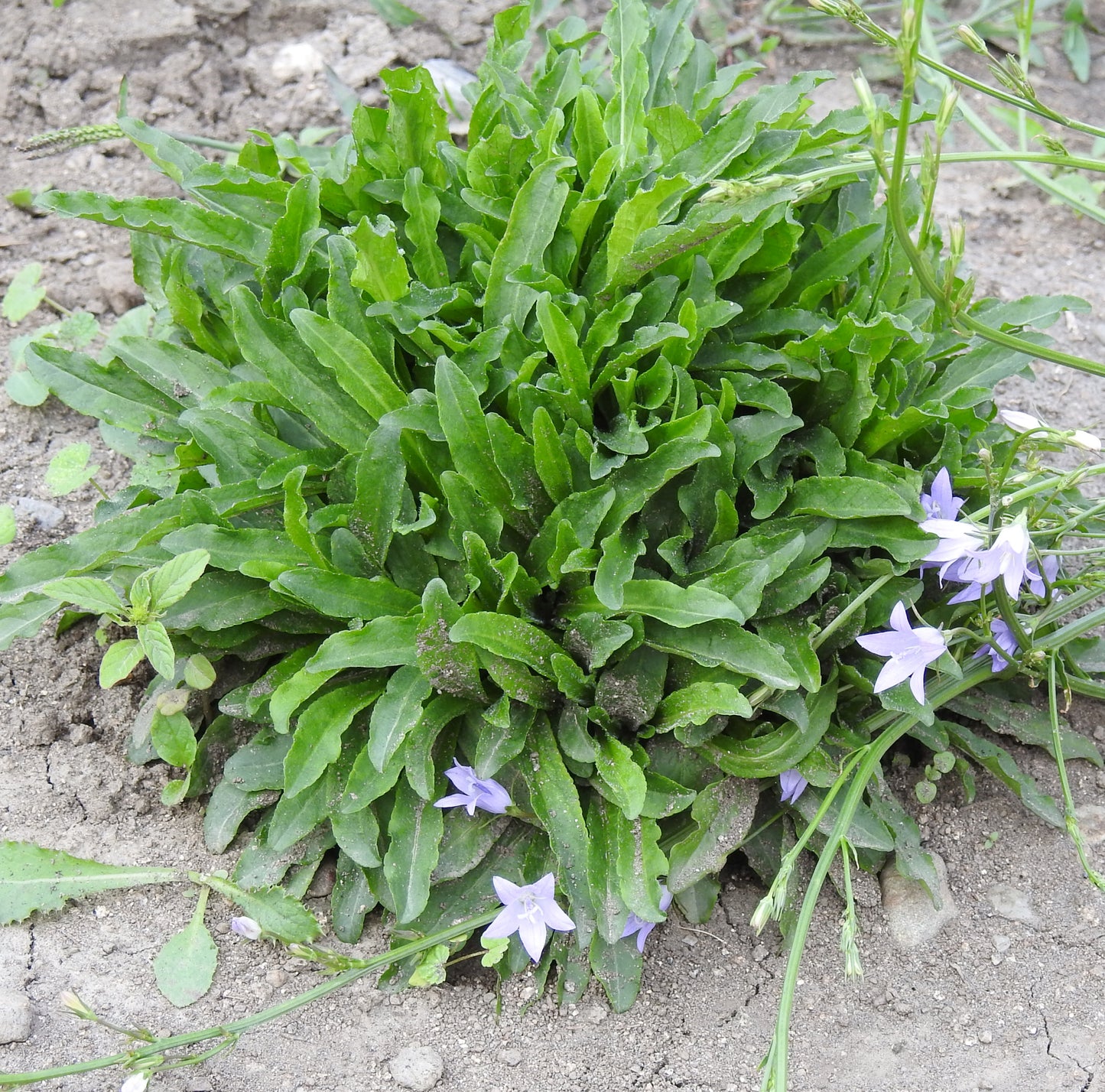 RAMPION 'Bellflower' --Campanula rapunculus--