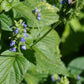 CHIA 'Mexican Black' --Salvia hispanica--