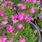 Dianthus 'Kahori'