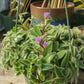 Tradescantia somaliensis --Kitten Ears Wandering Jay--