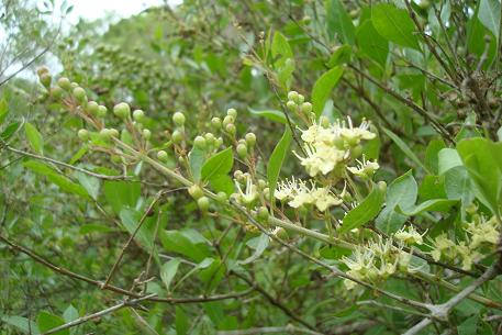HENNA --Lawsonia inermis--
