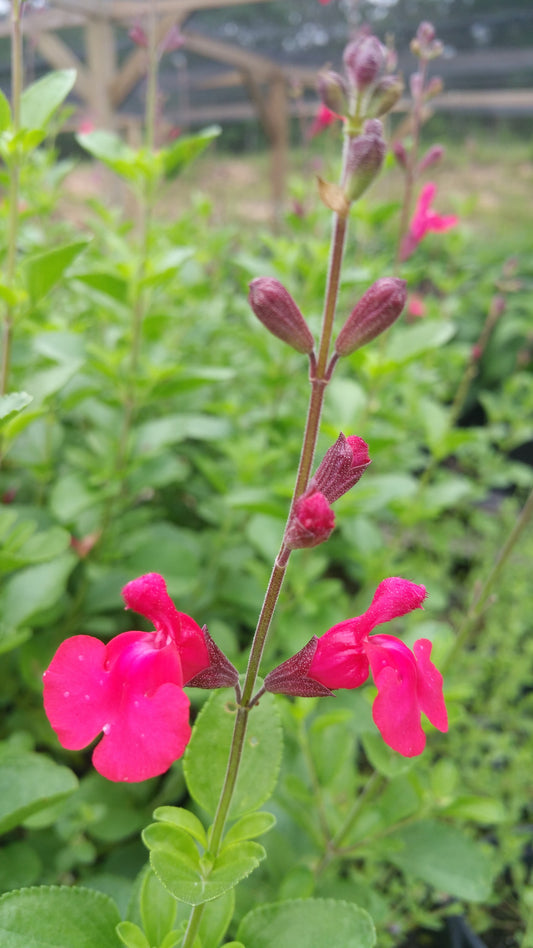 Salvia greggii --Rose Velvet Autumn Sage--