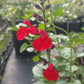 Salvia greggii --Red Velvet Autumn Sage--