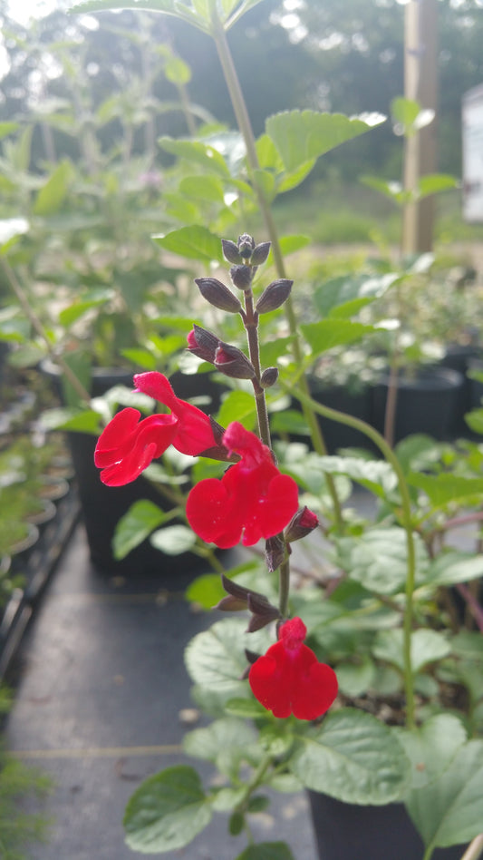 Salvia greggii --Red Velvet Autumn Sage--