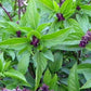 BASIL 'Cinnamon' --Ocimum basilicum--