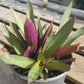 Rhoeo Spathacea --Discolor Moses-in-the-Cradle--